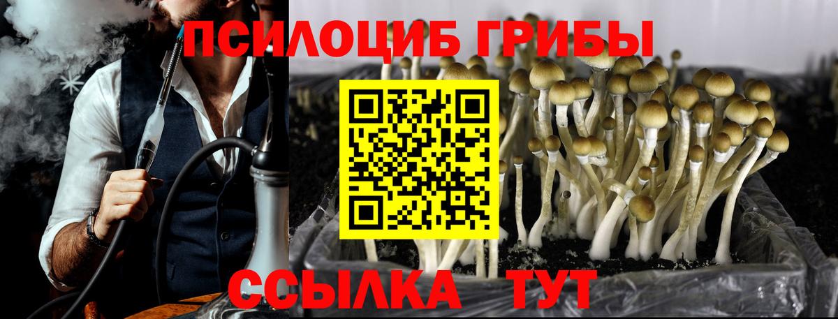 Псилоцибиновые грибы Psilocybine cubensis Михайловка